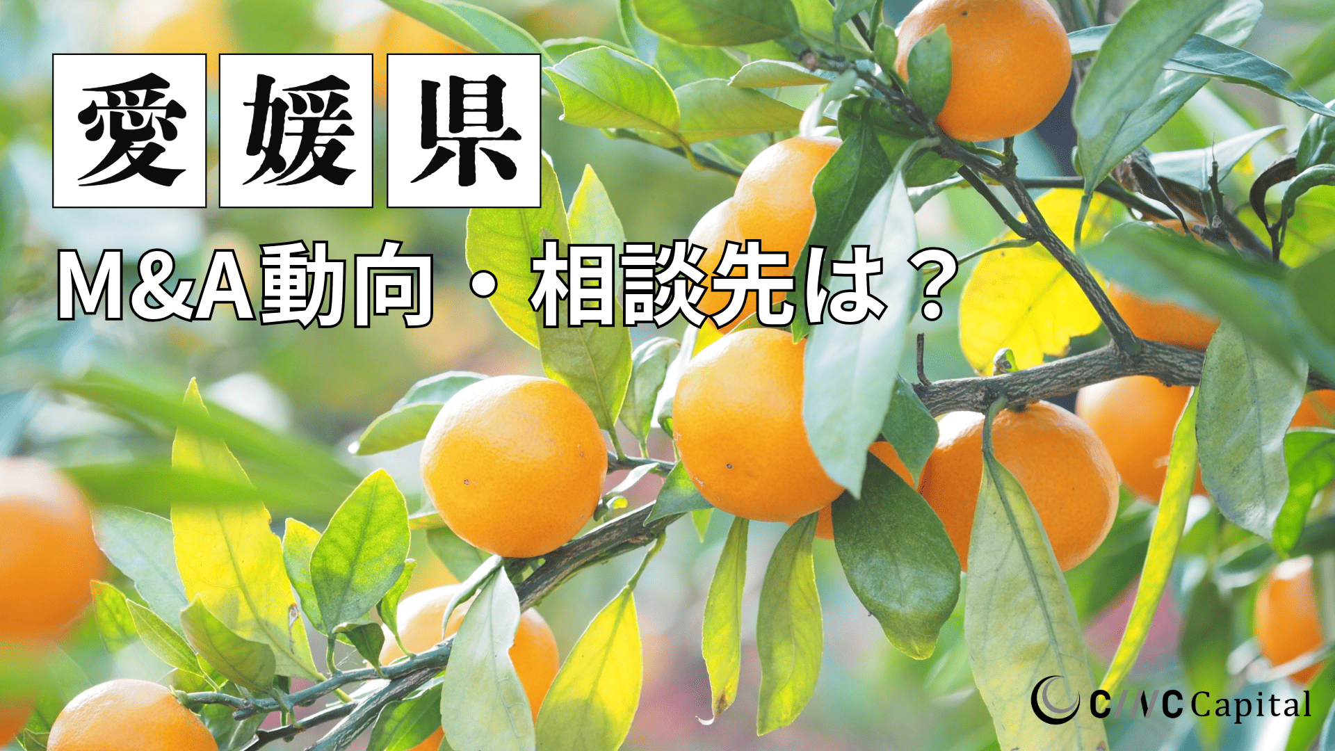 愛媛県のM&A動向は？事例や信頼できる相談先/M&Aを進める時の注意点を解説