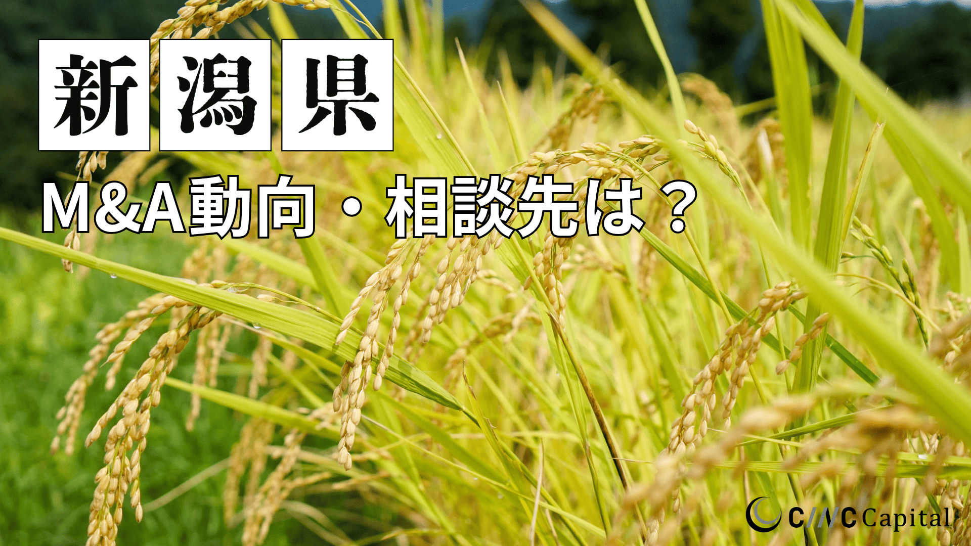 新潟県のM&A動向は？事例や信頼できる相談先/M&Aを進める時の注意点を解説